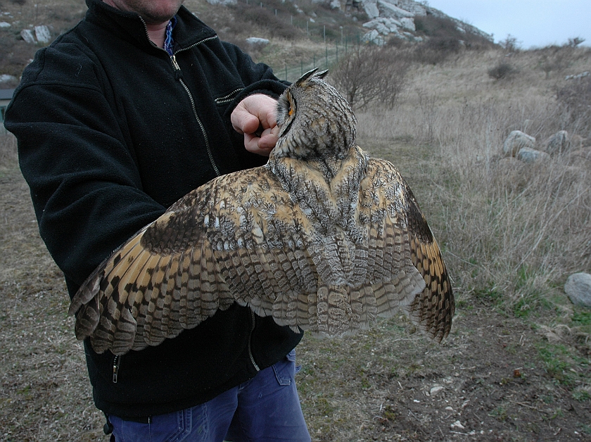 Long-eared Owl, Sundre 20060426